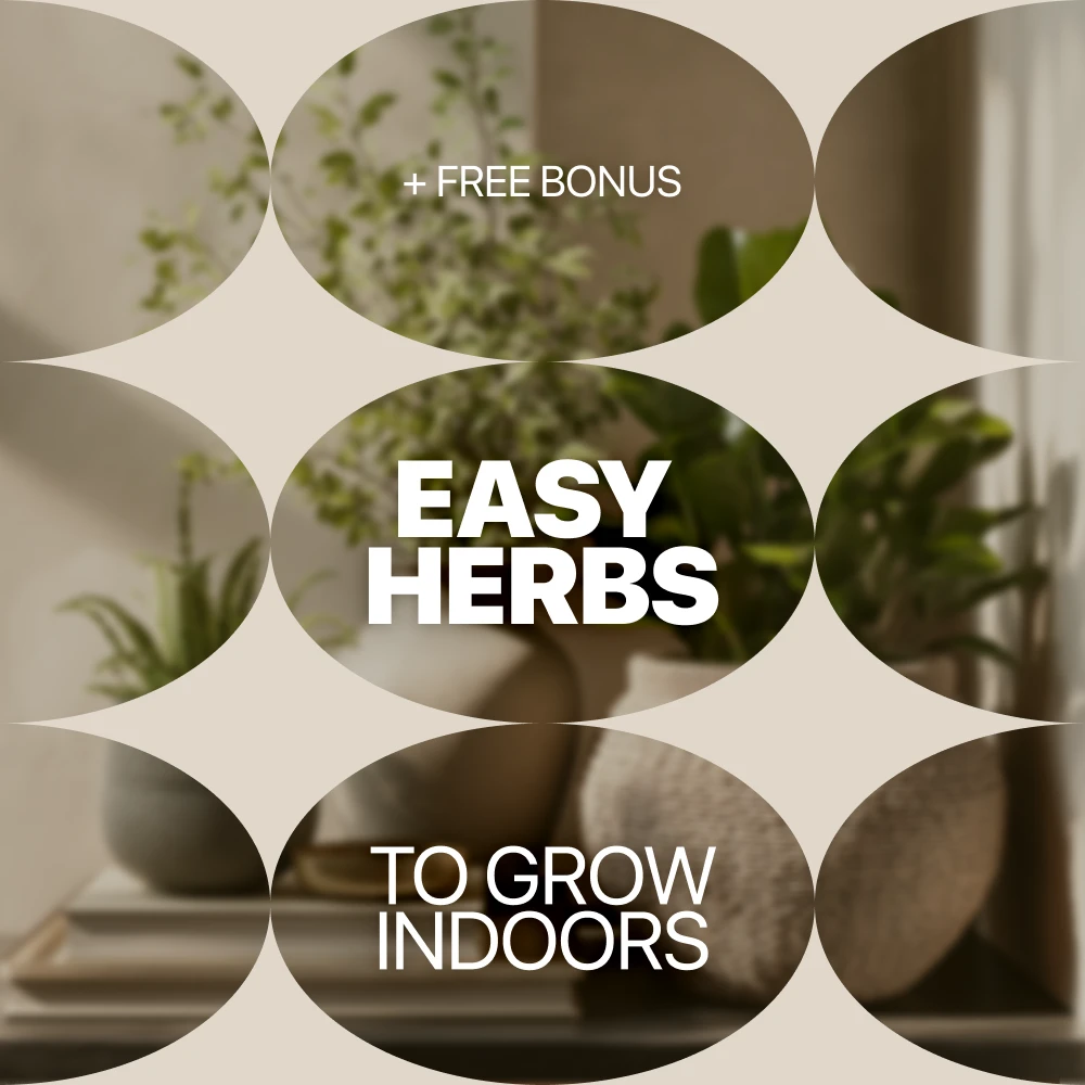 How Cold Is Too Cold for Herbs? Frost and Basil Tips