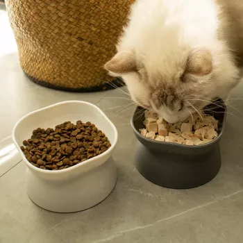 Tilted Cat Food Bowl for Calmer, Cleaner Mealtimes